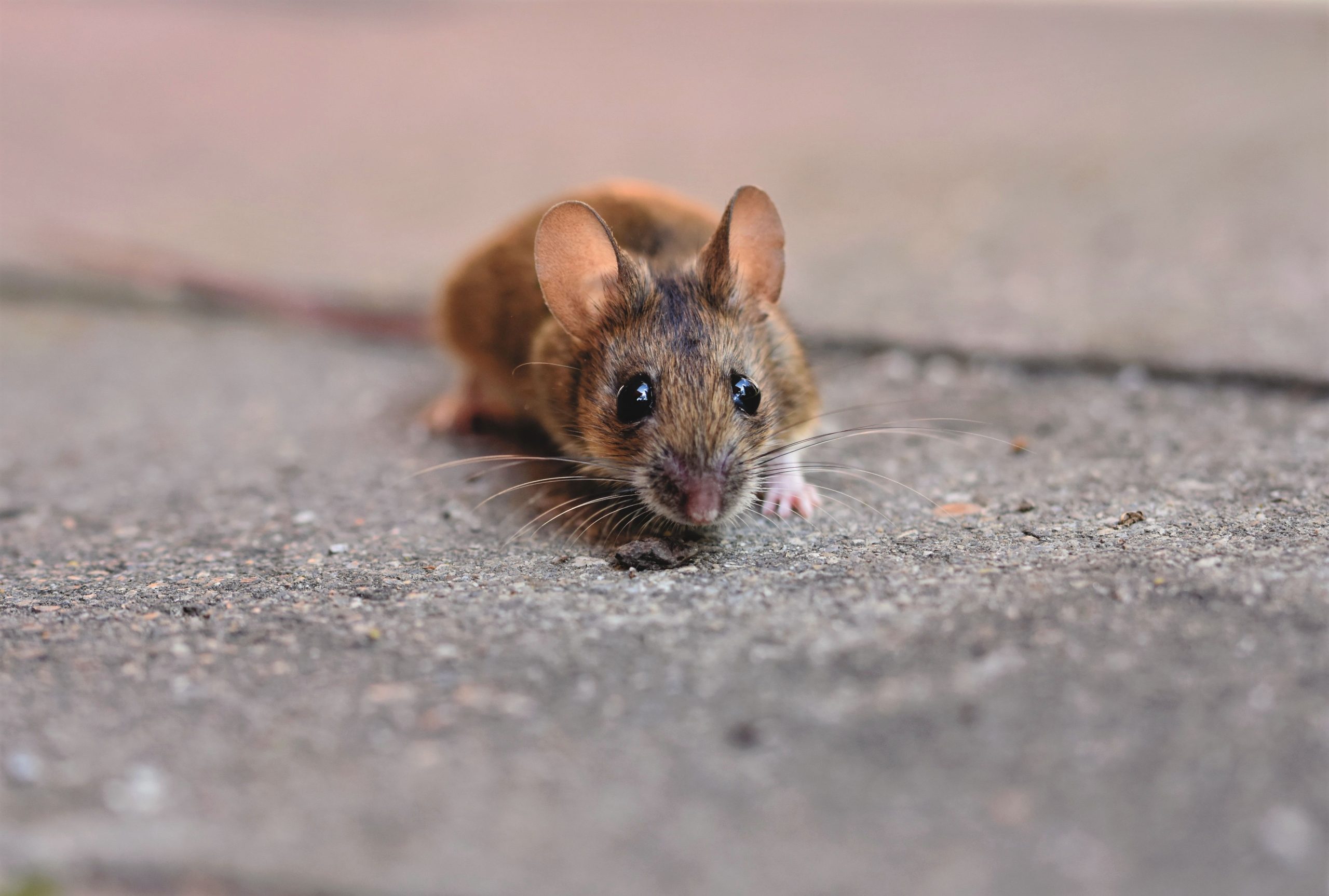 Eco-Friendly Pest Control – Safe Solutions for Your Cape Town Home